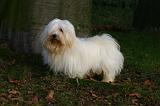 COTON DE TULEAR 016